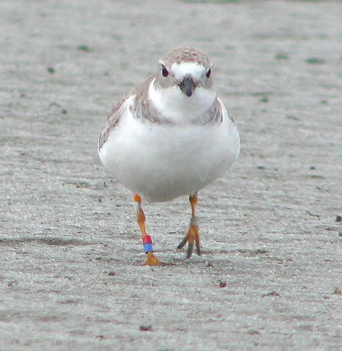 Piping Plovers (and Semipalmated Plover)